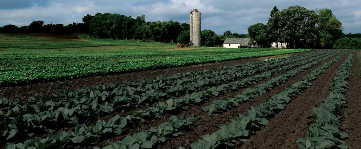 The HAFA Farm, a 155-acre research and incubator farm in Vermillion Township, 15 minutes south of St. Paul.