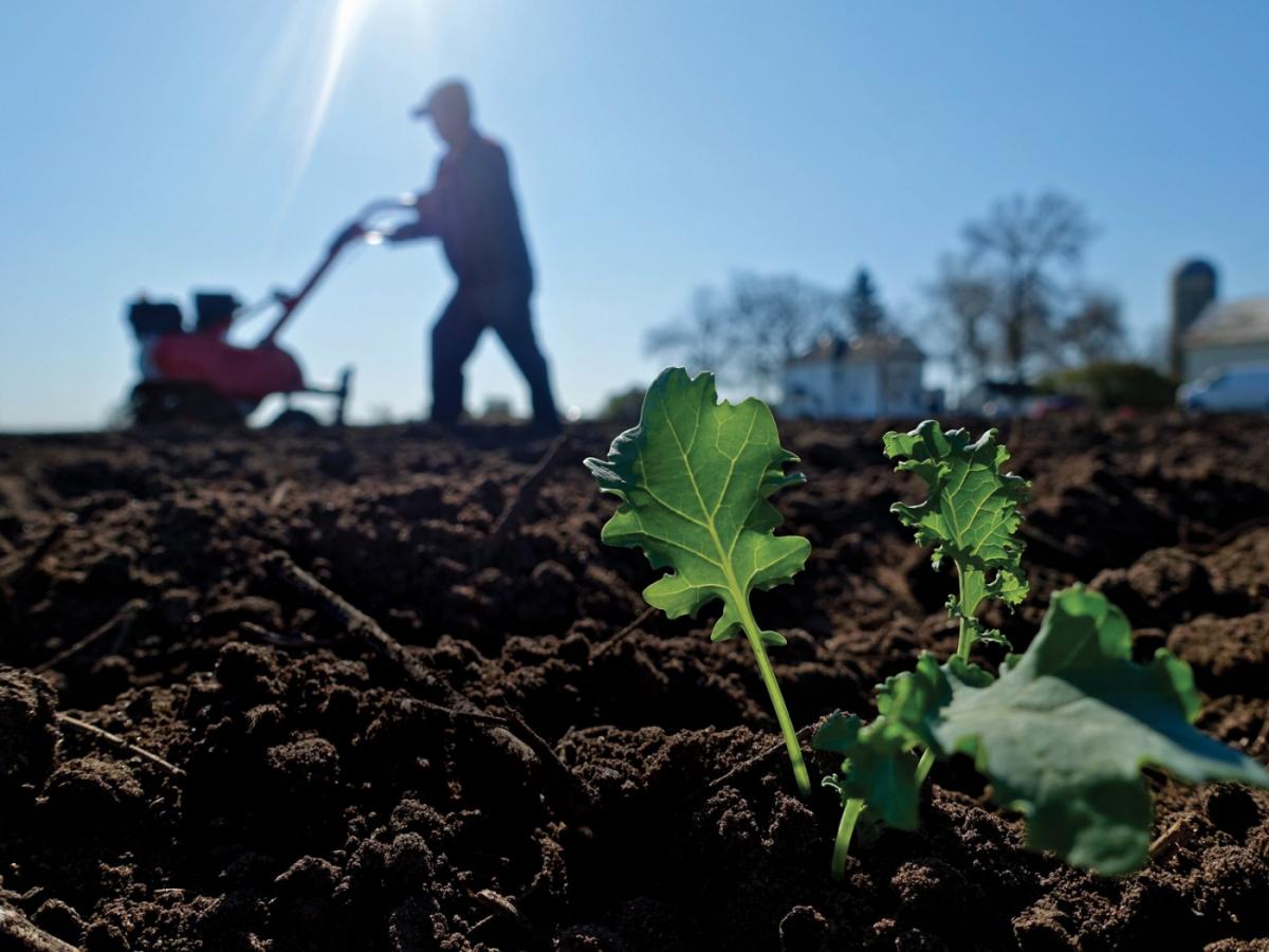 A plant grows in a field, while a man works the farm in the background.